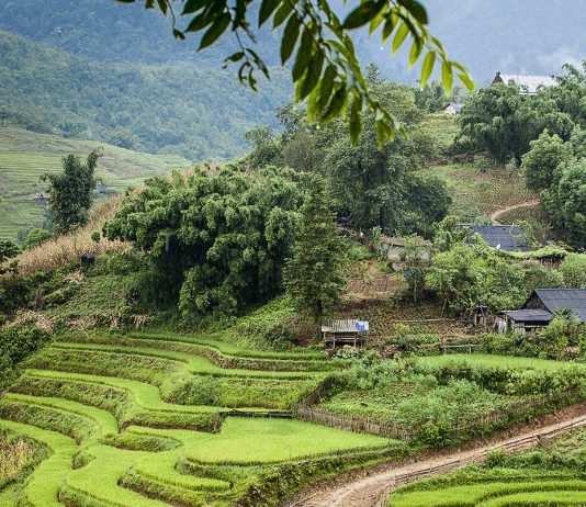 Aliquam vitae pede mau pre tium nec