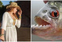 Ante invasión de pirañas, Marly Figueredo pide a los municipios que señalicen las zonas peligrosas