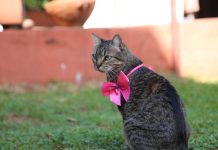 Piden ayuda para localizar a la Gata Clarita