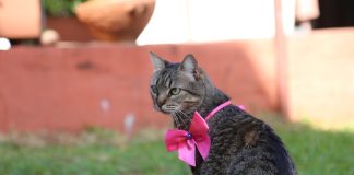 Piden ayuda para localizar a la Gata Clarita