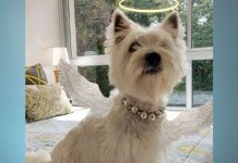 El Doctor Raúl Fanego despidió a su perrita y compañera de vida “Coti”