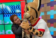 “Juanca” el gato de canal Trece sintió celos de Tirika